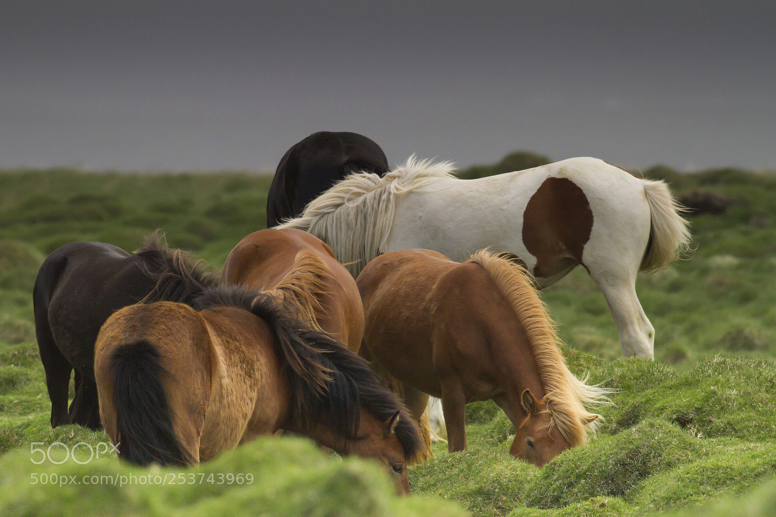 Canon EOS 7D sample photo. Horses of asgard i photography