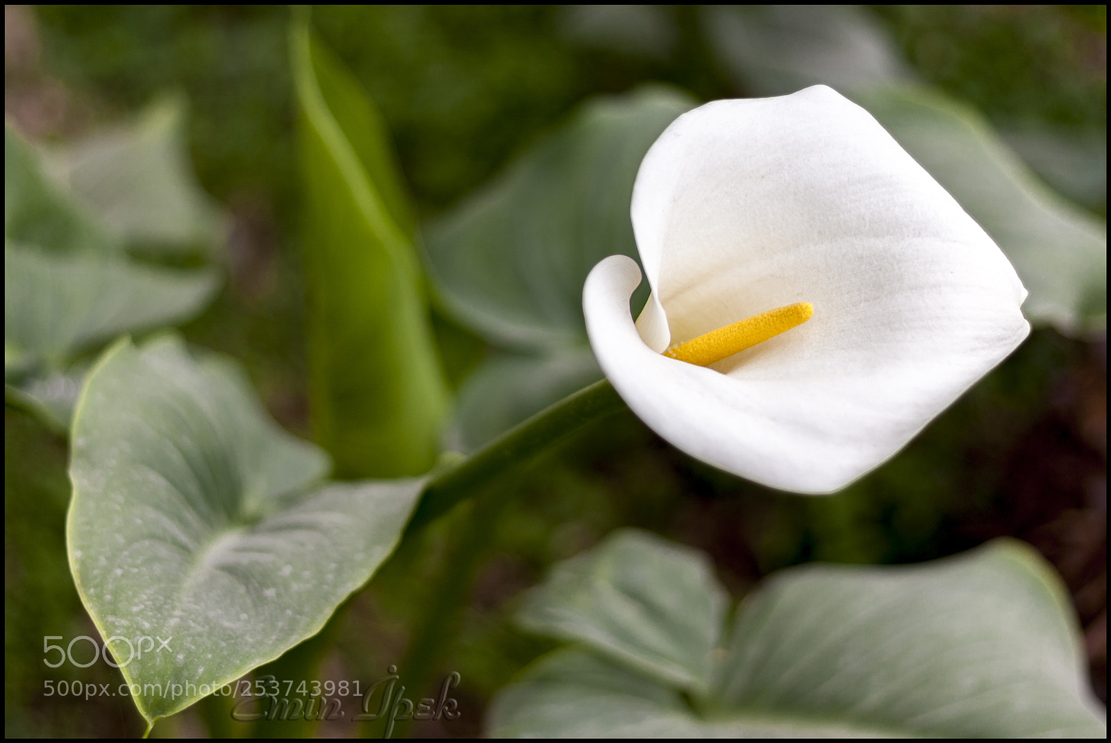 Canon EOS 40D sample photo. Lily photography
