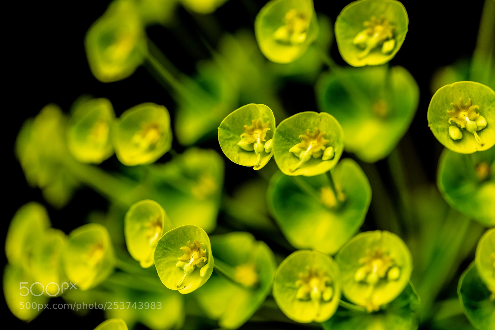 Canon EOS 5D Mark IV sample photo. Green beds photography