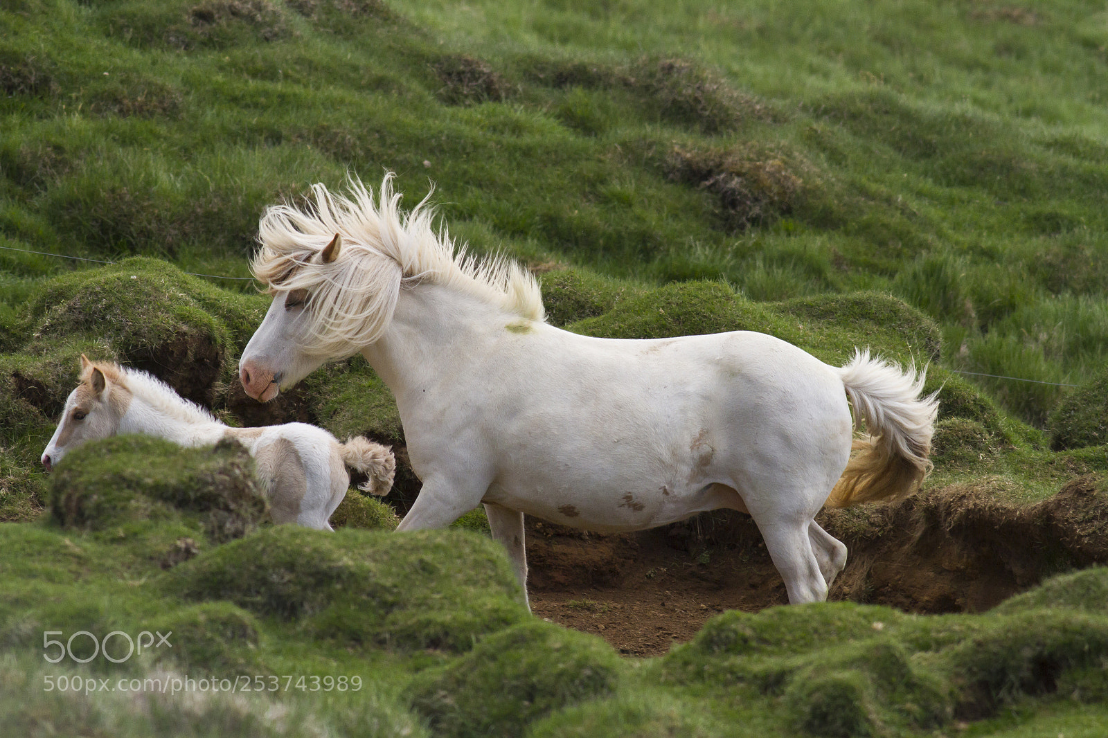 Canon EOS 7D sample photo. Horses of asgard ii photography