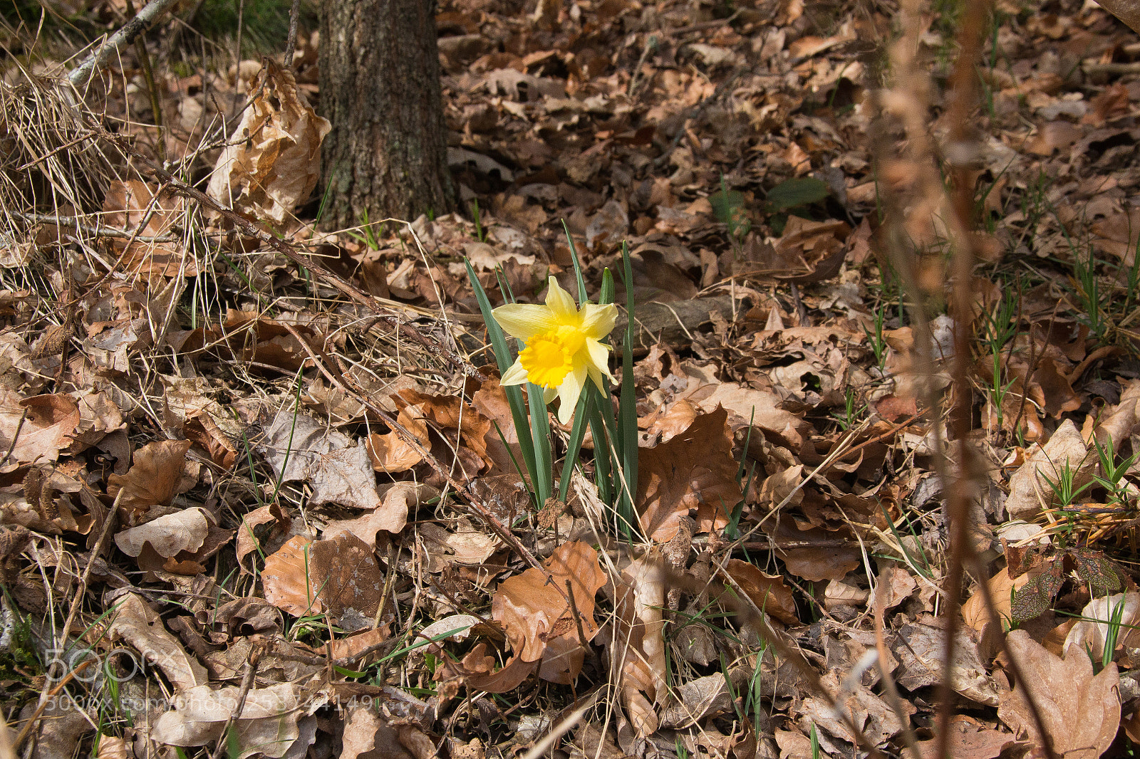 Canon EOS 70D sample photo. Spring is comming photography