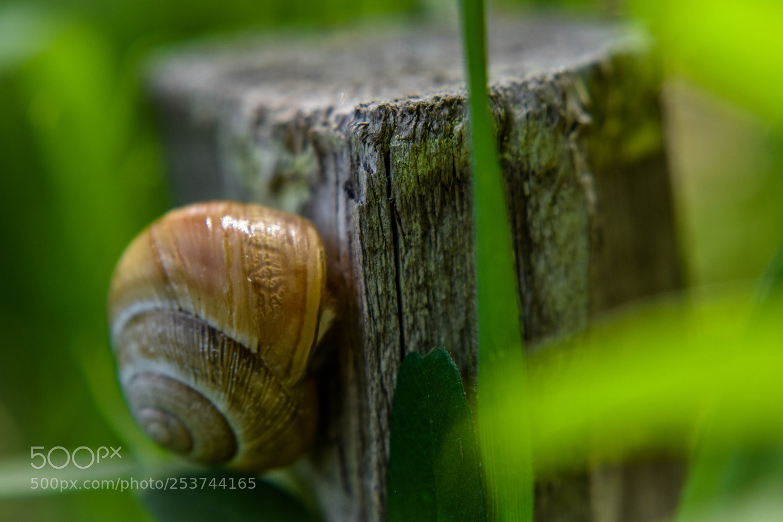 Nikon D5500 sample photo. Mr. snail photography