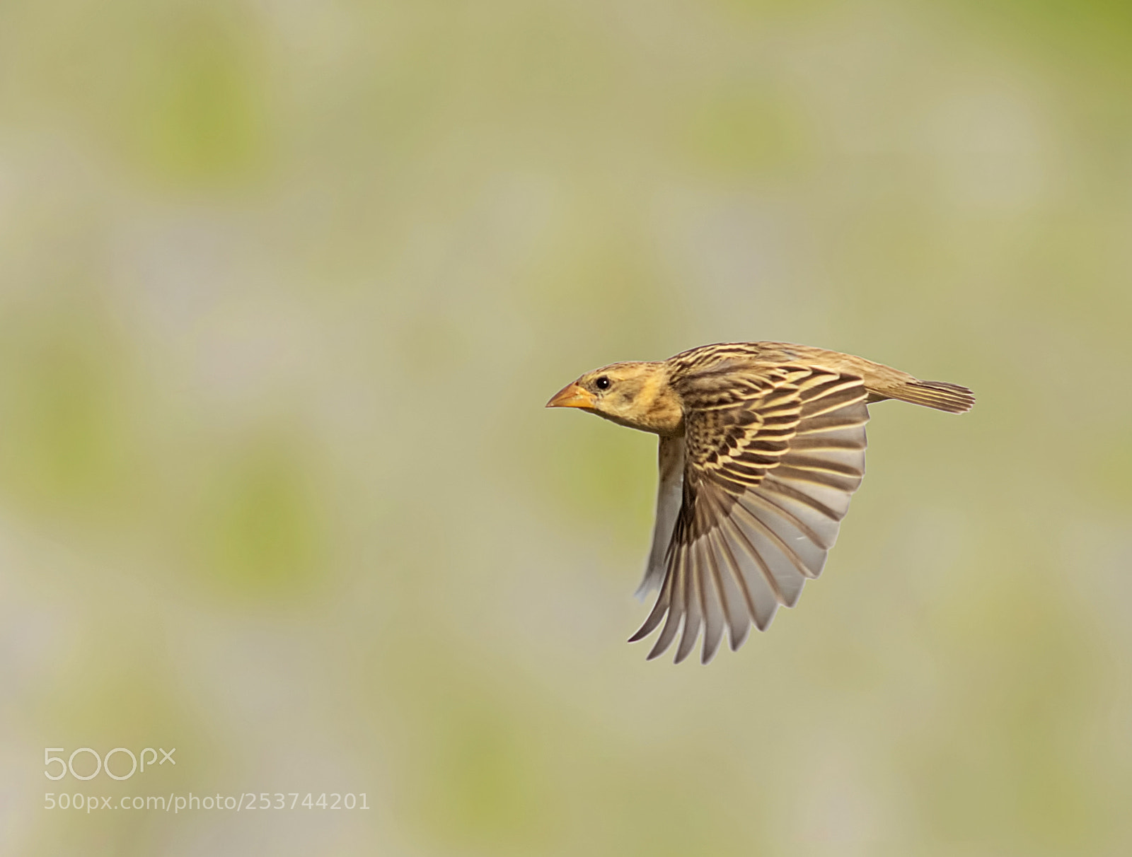 Canon EOS 7D Mark II sample photo. Baya weaver photography