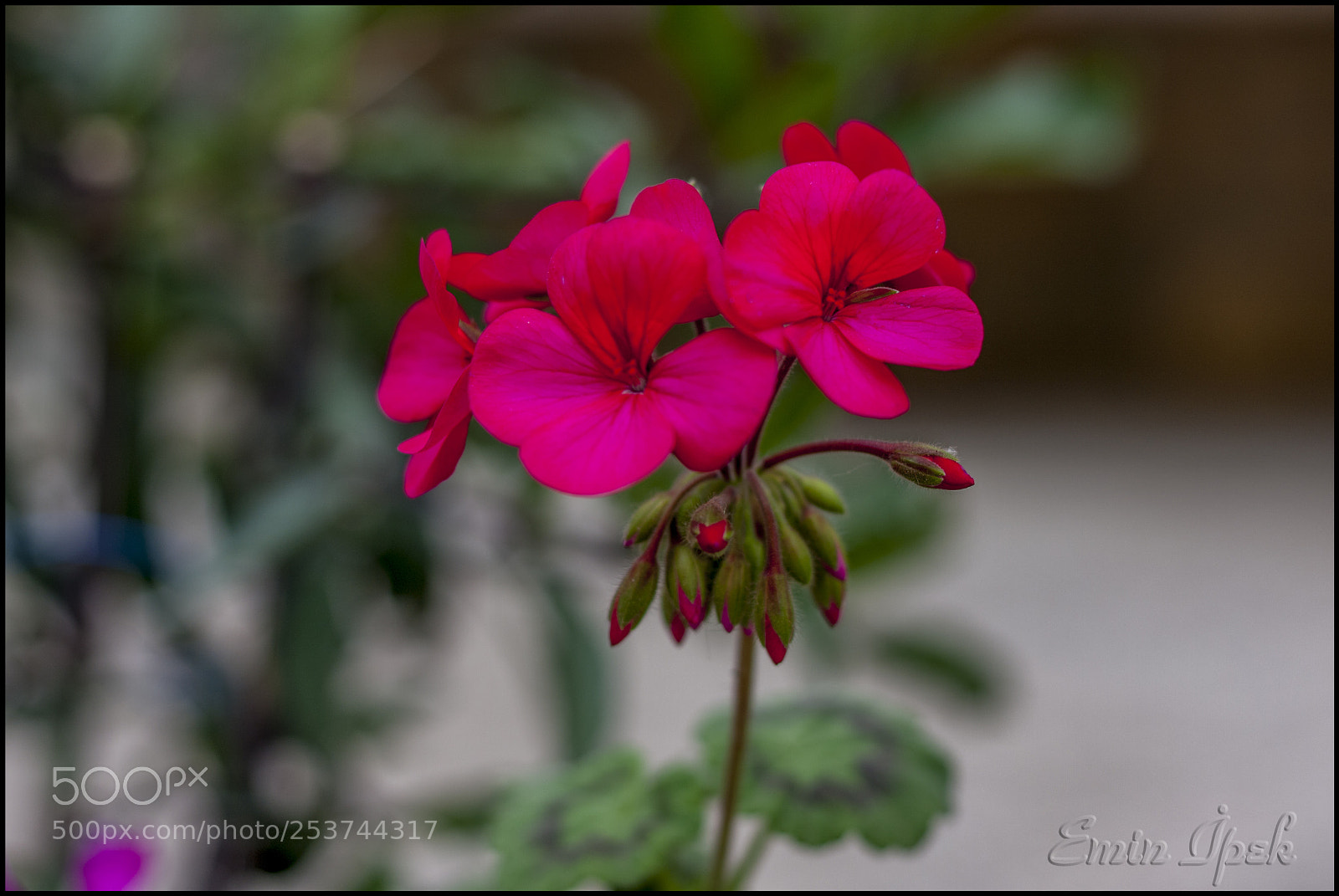 Canon EOS 40D sample photo. Flower photography