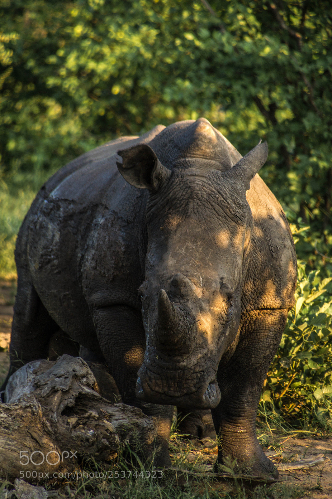 Nikon D3100 sample photo. The big five photography