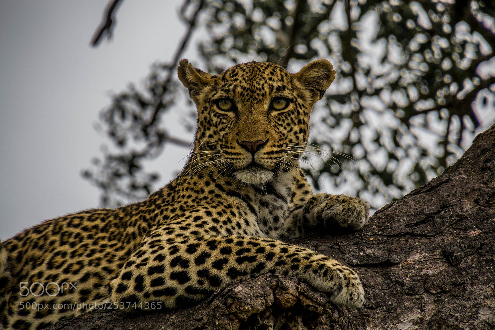 Nikon D3100 sample photo. The big five photography