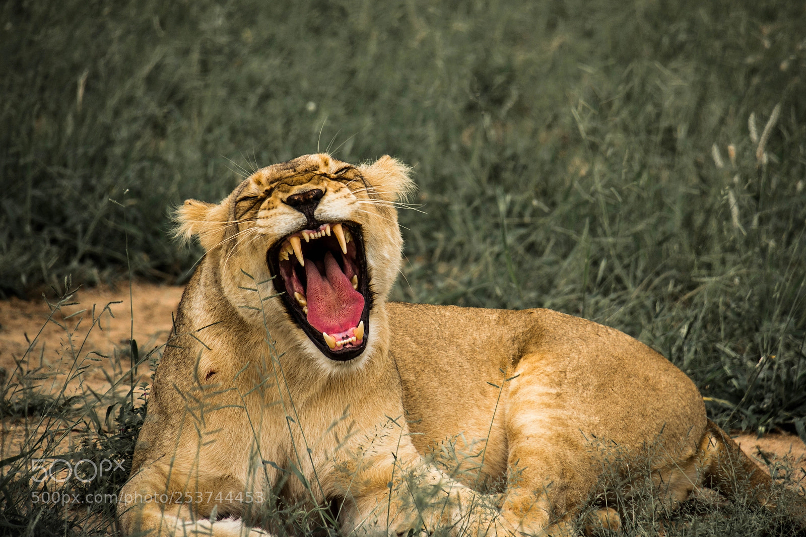 Nikon D3100 sample photo. The big five photography