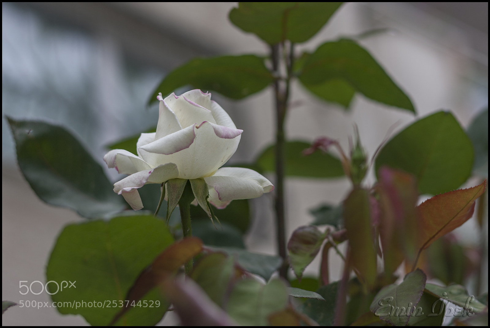 Canon EOS 40D sample photo. Rose photography