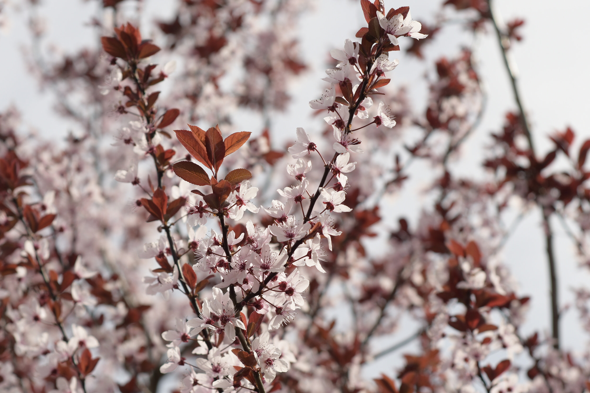 Nikon D5500 + Nikon AF Nikkor 50mm F1.8D sample photo. Another colours of spring photography