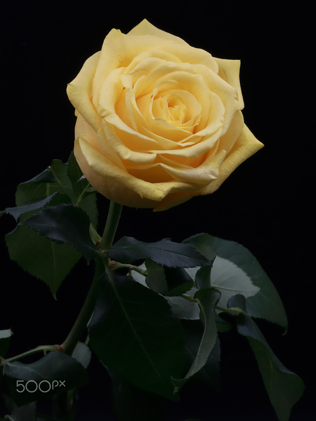 Canon EF 100mm F2.8L Macro IS USM sample photo. Rose photography
