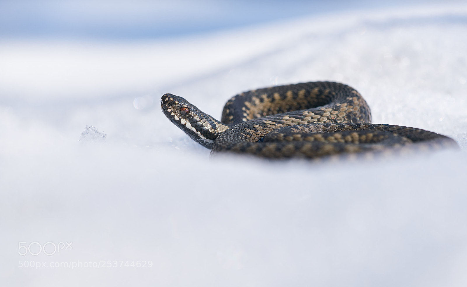 Sony a7R II sample photo. Viper on snow photography