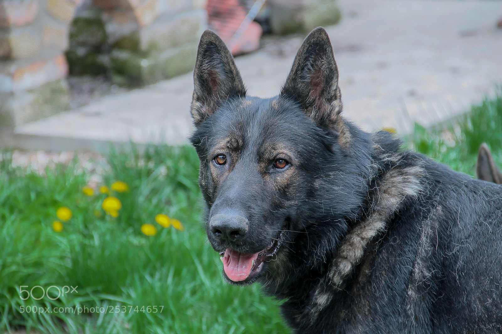 Canon EOS 1100D (EOS Rebel T3 / EOS Kiss X50) sample photo. My friend k-9 connor photography