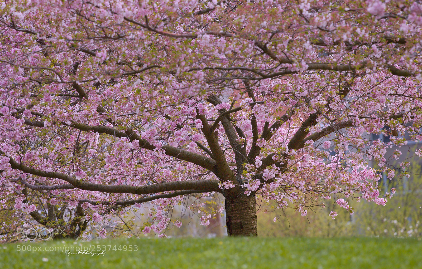 Canon EOS 70D sample photo. () photography