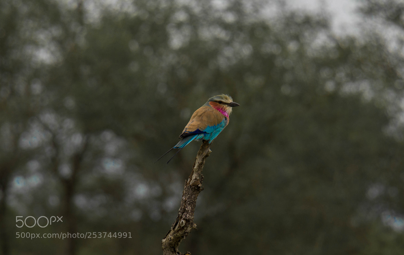 Nikon D3100 sample photo. Lilac breasted roller photography