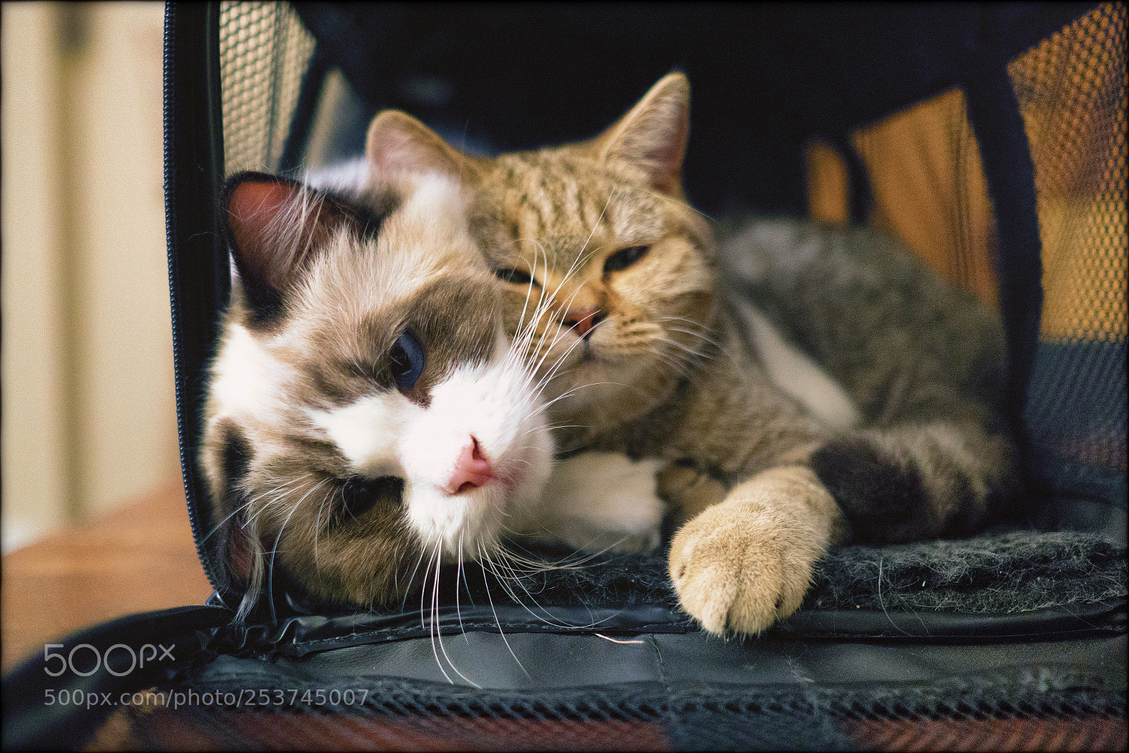 Sony a6000 sample photo. The littles photography