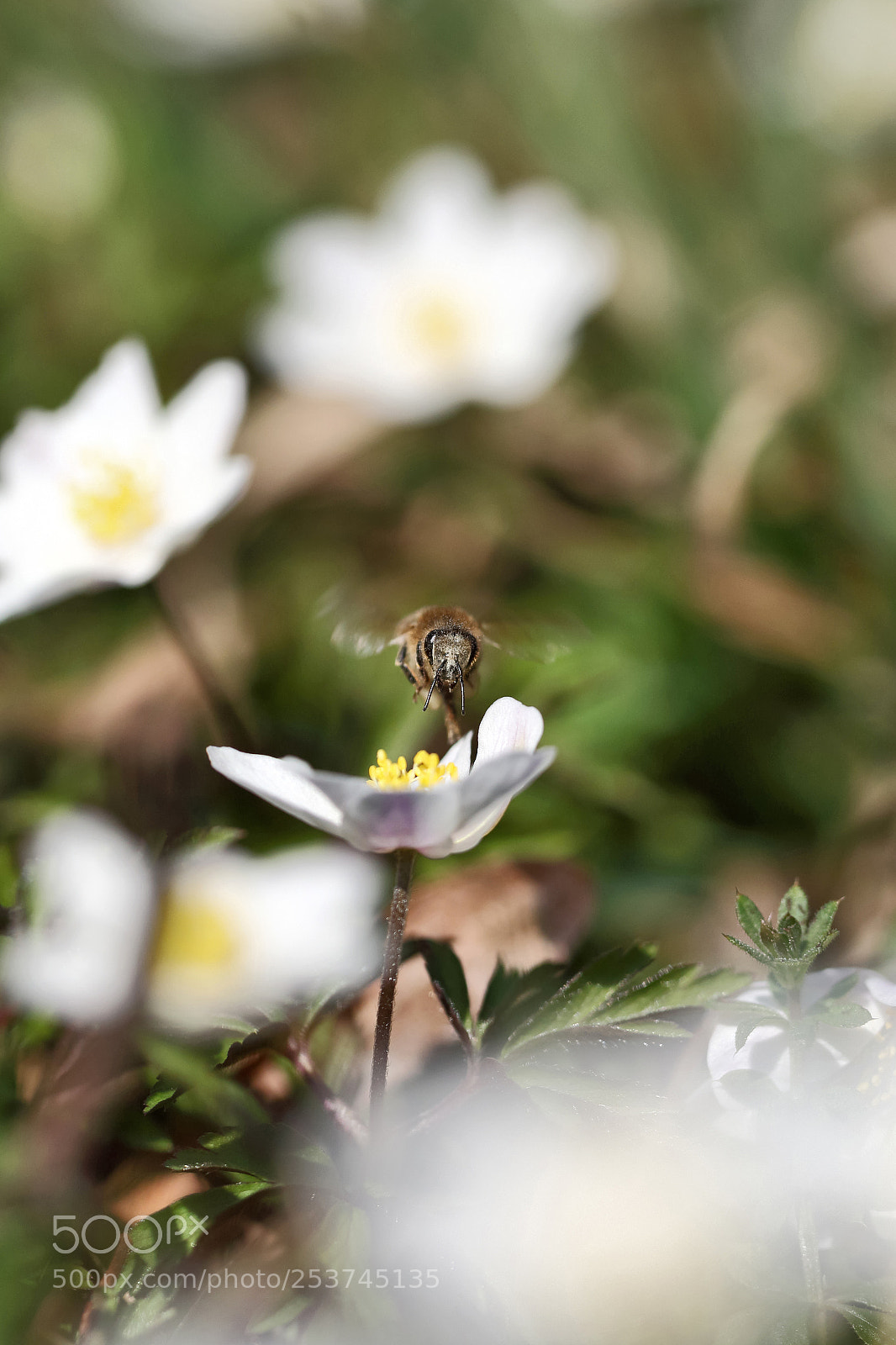 Canon EOS 70D sample photo. Right on target photography