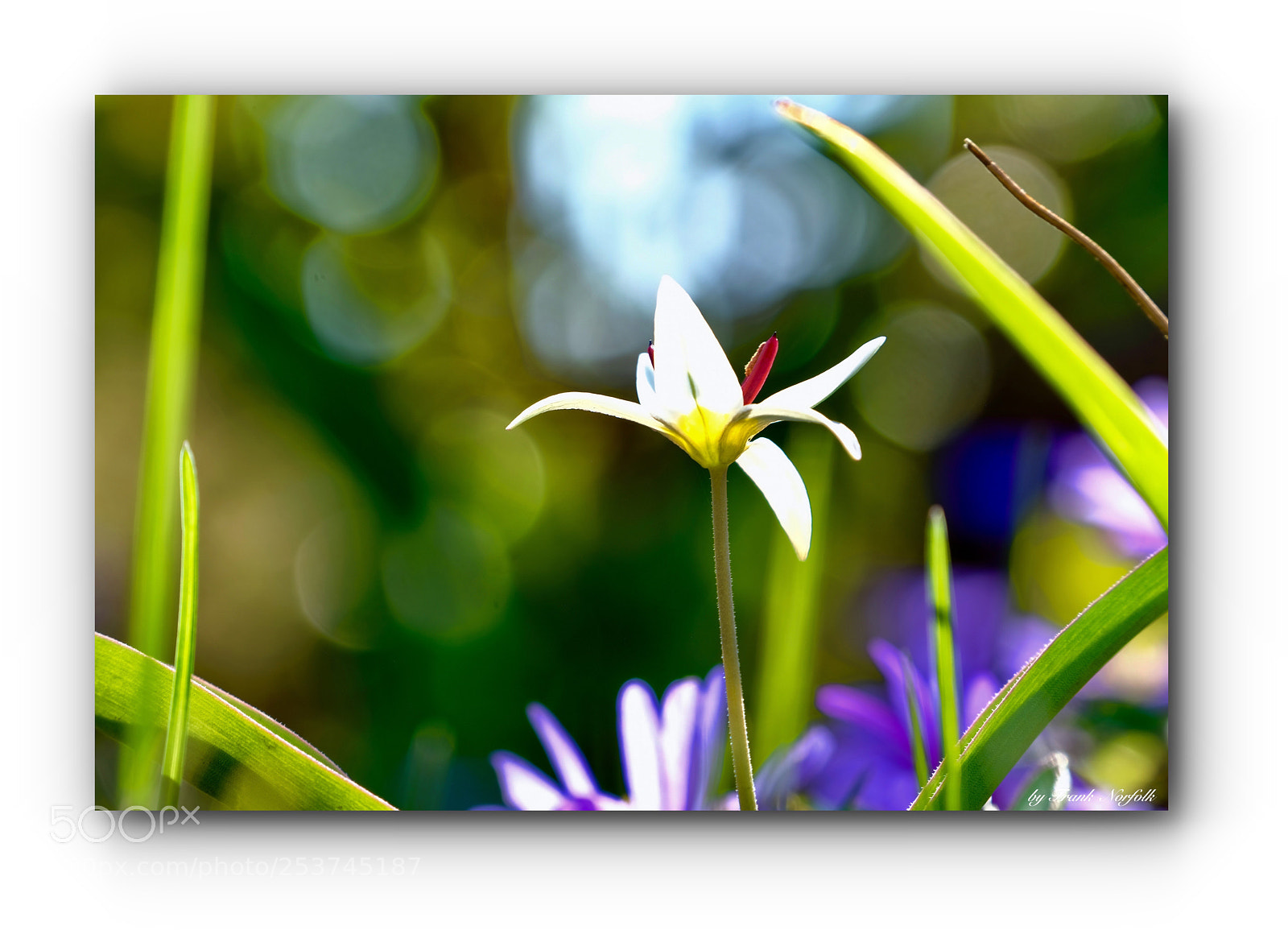 Fujifilm X-T2 sample photo. Frühling  photography
