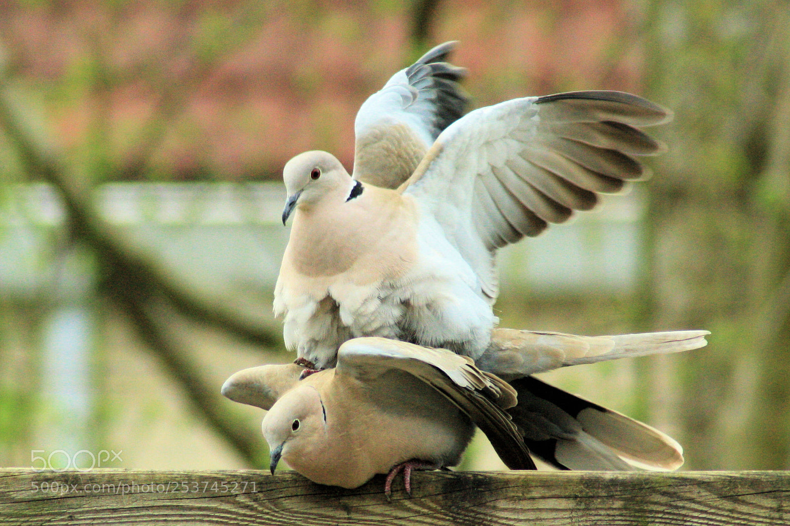 Canon EOS 1000D (EOS Digital Rebel XS / EOS Kiss F) sample photo. Love is in the photography