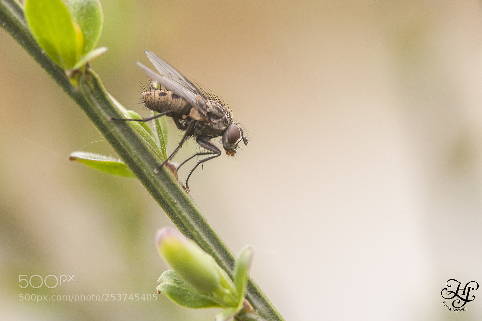 Canon EOS 5D Mark II sample photo. Fly photography