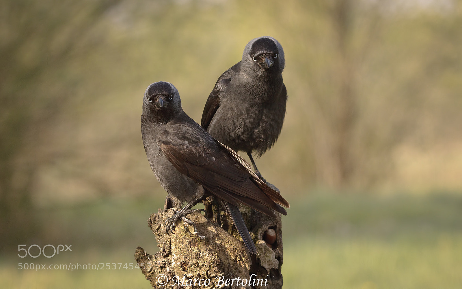 Canon EOS 80D sample photo. Jackdaw tag-team photography