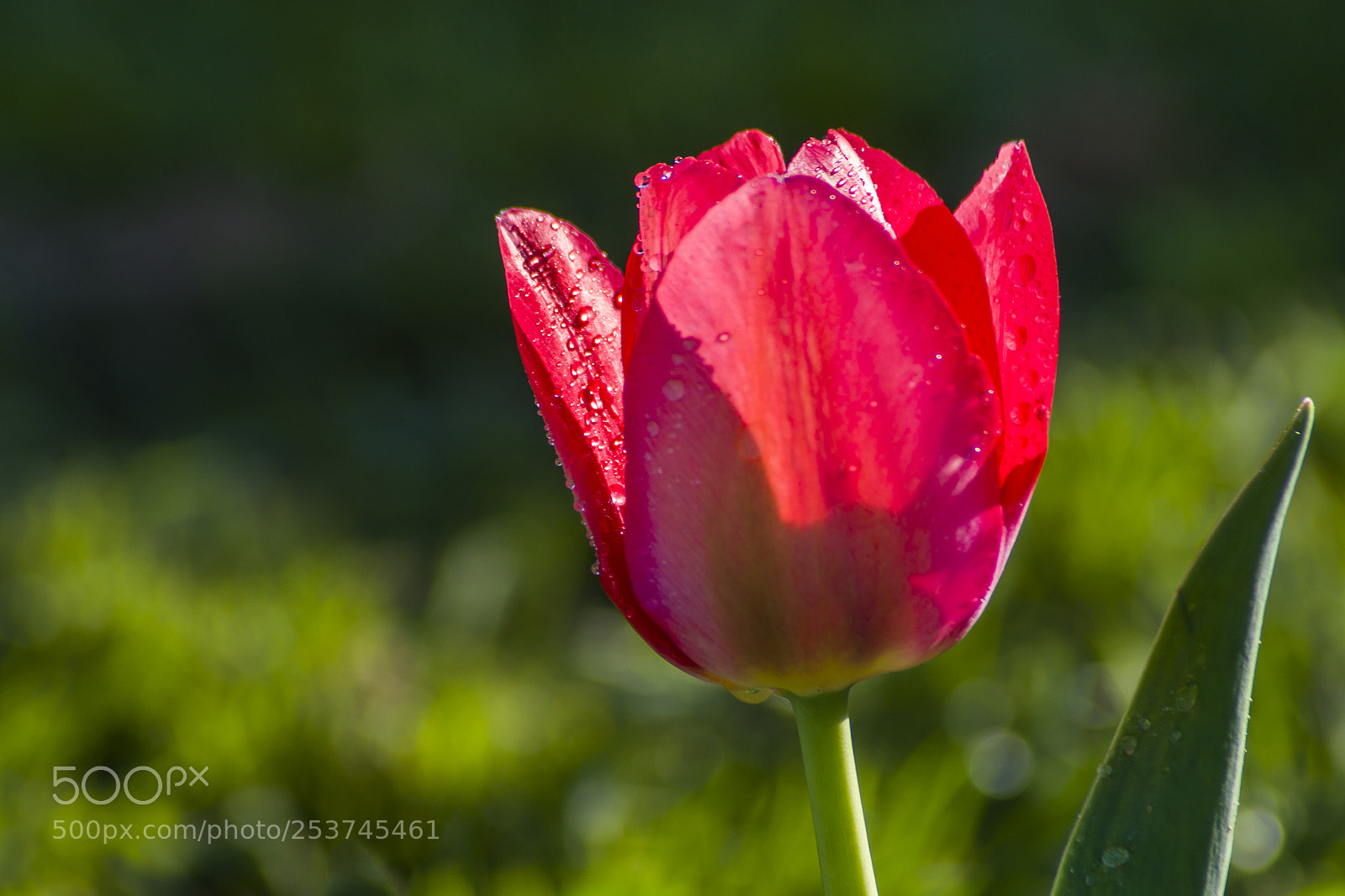 Nikon D3100 sample photo. Tulip....tulipán photography