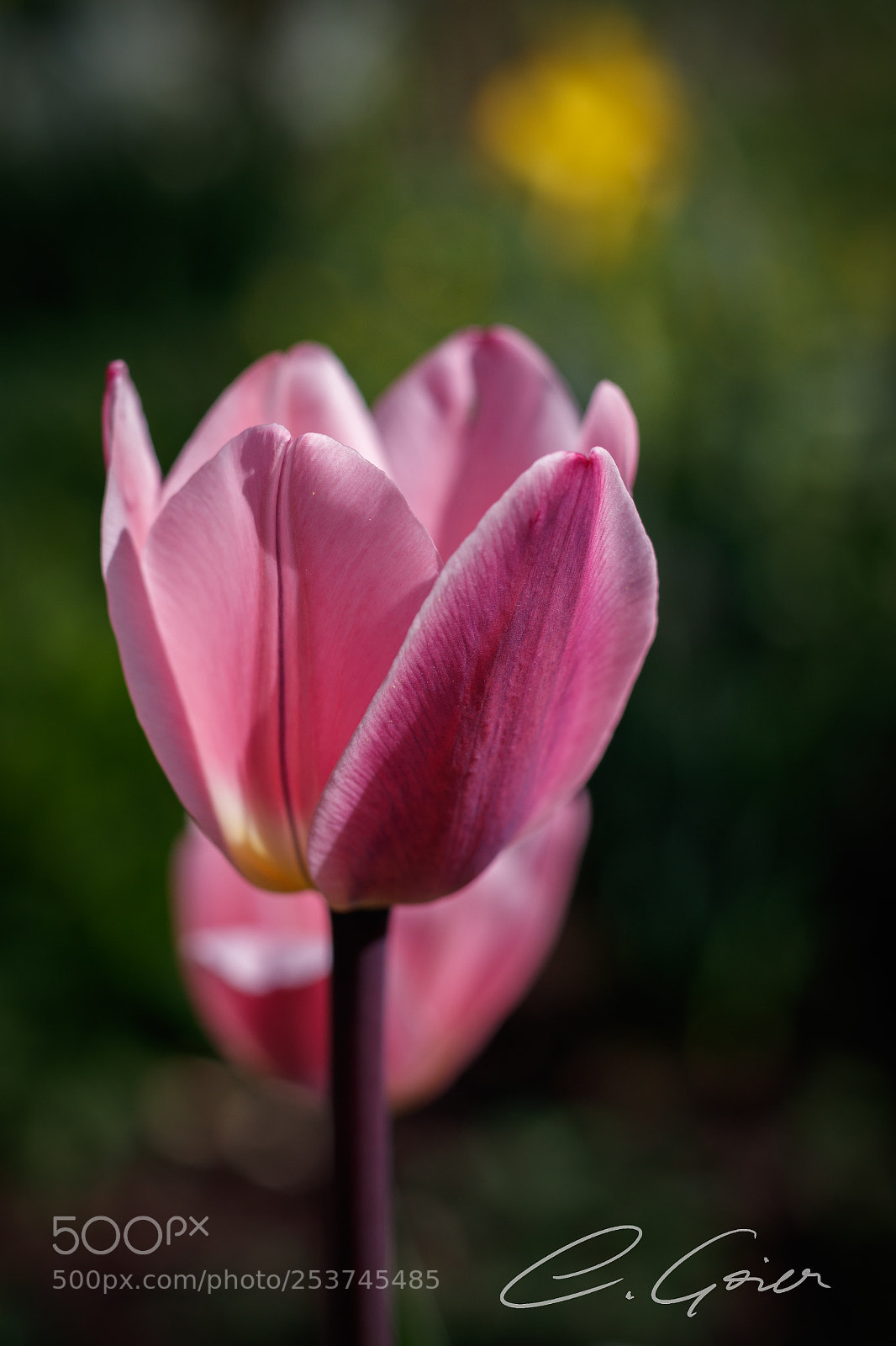 Canon EOS 77D (EOS 9000D / EOS 770D) sample photo. Tulips in a wonderful photography