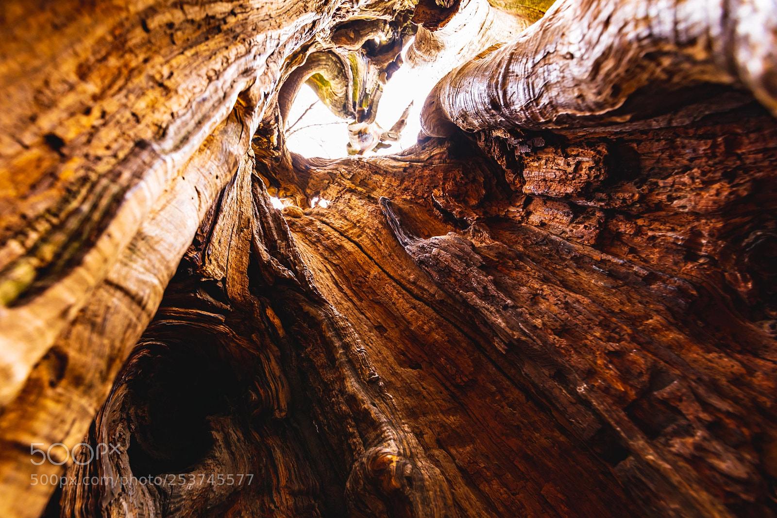 Canon EOS 5D Mark IV sample photo. In the tree, part photography