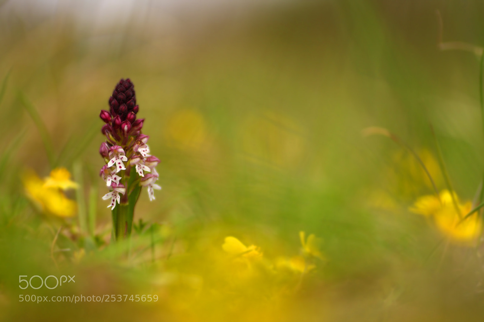 Canon EOS 40D sample photo. Orchis brûlé photography