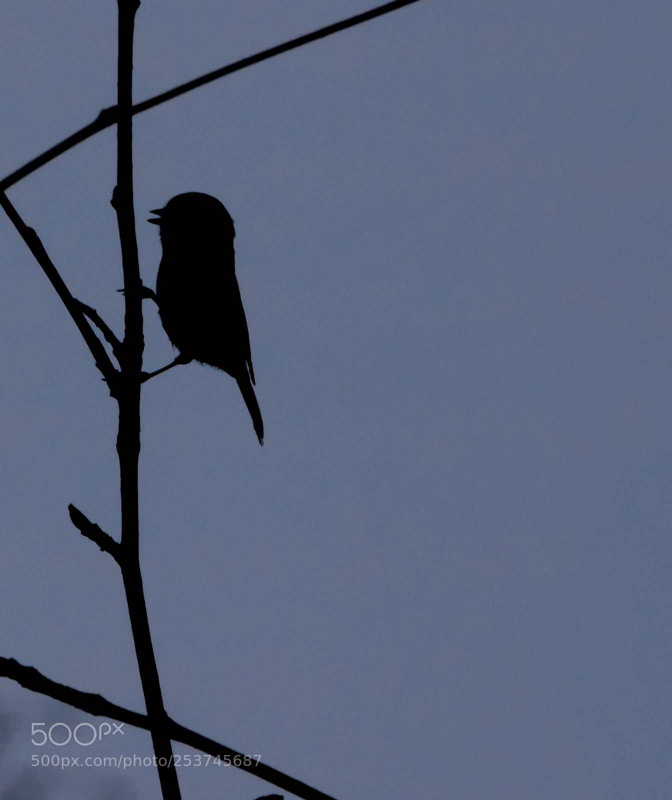 Olympus OM-D E-M1 sample photo. Dark bluetit photography