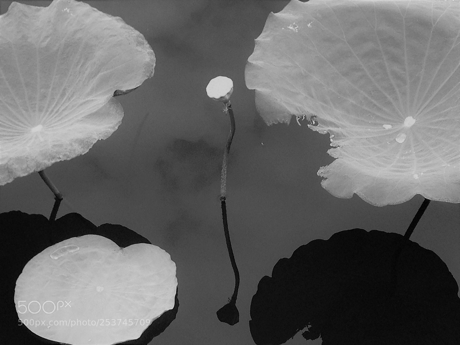 Apple iPhone 4S sample photo. Untitled photography