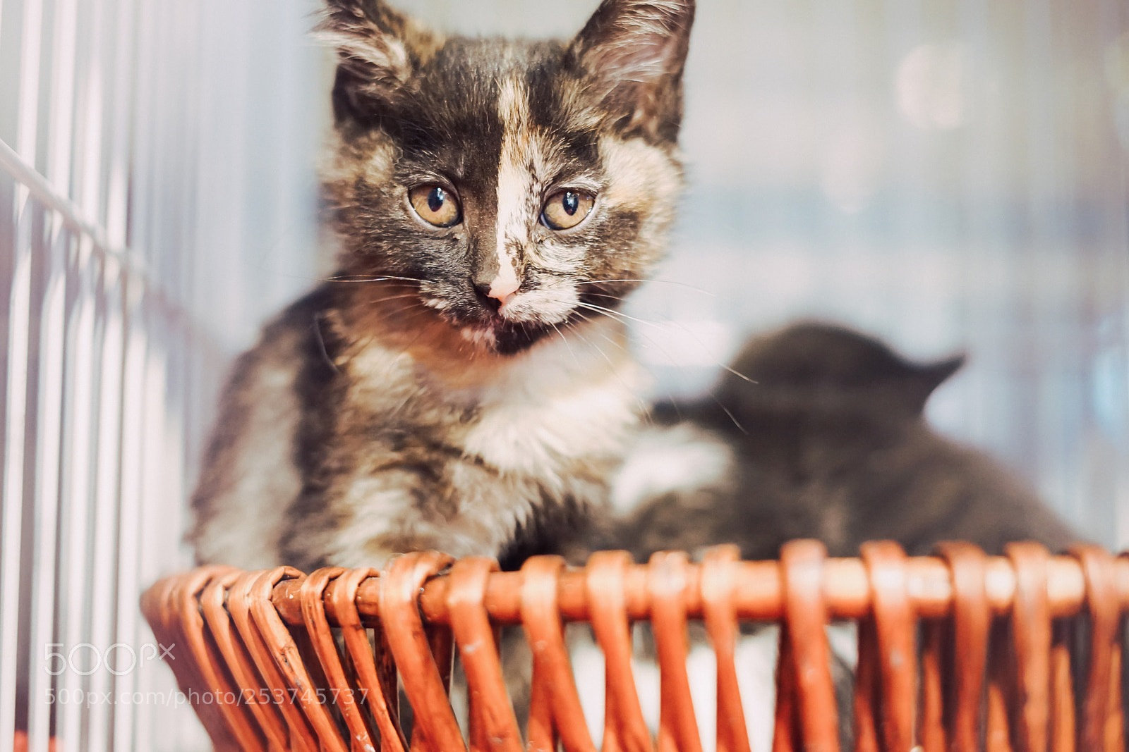 Sony a7 II sample photo. Untitled photography
