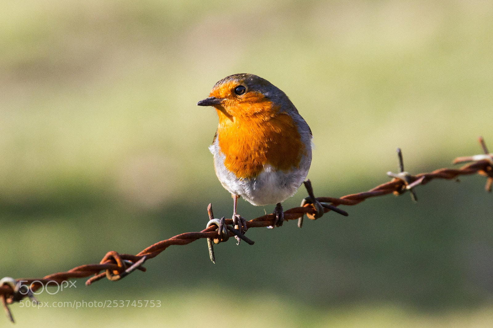 Canon EOS 7D sample photo. Bird on the wire photography
