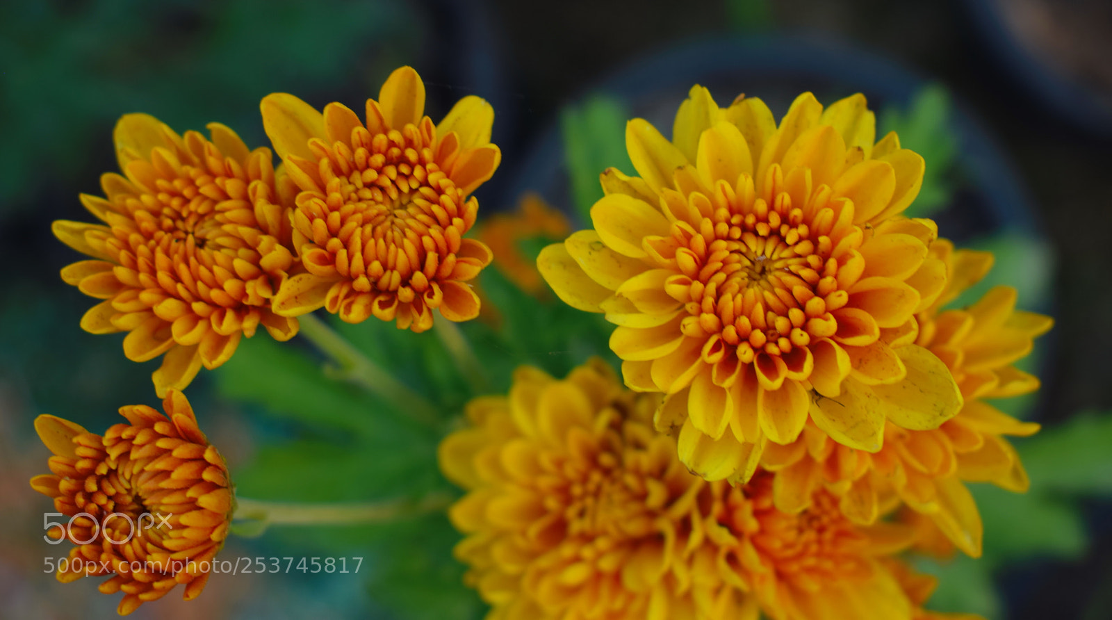 Nikon D5300 sample photo. Macro flowers photography