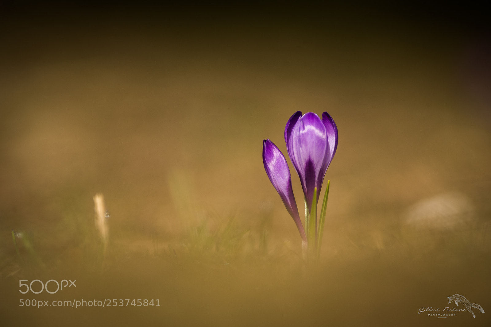 Nikon D5 sample photo. Crocus photography