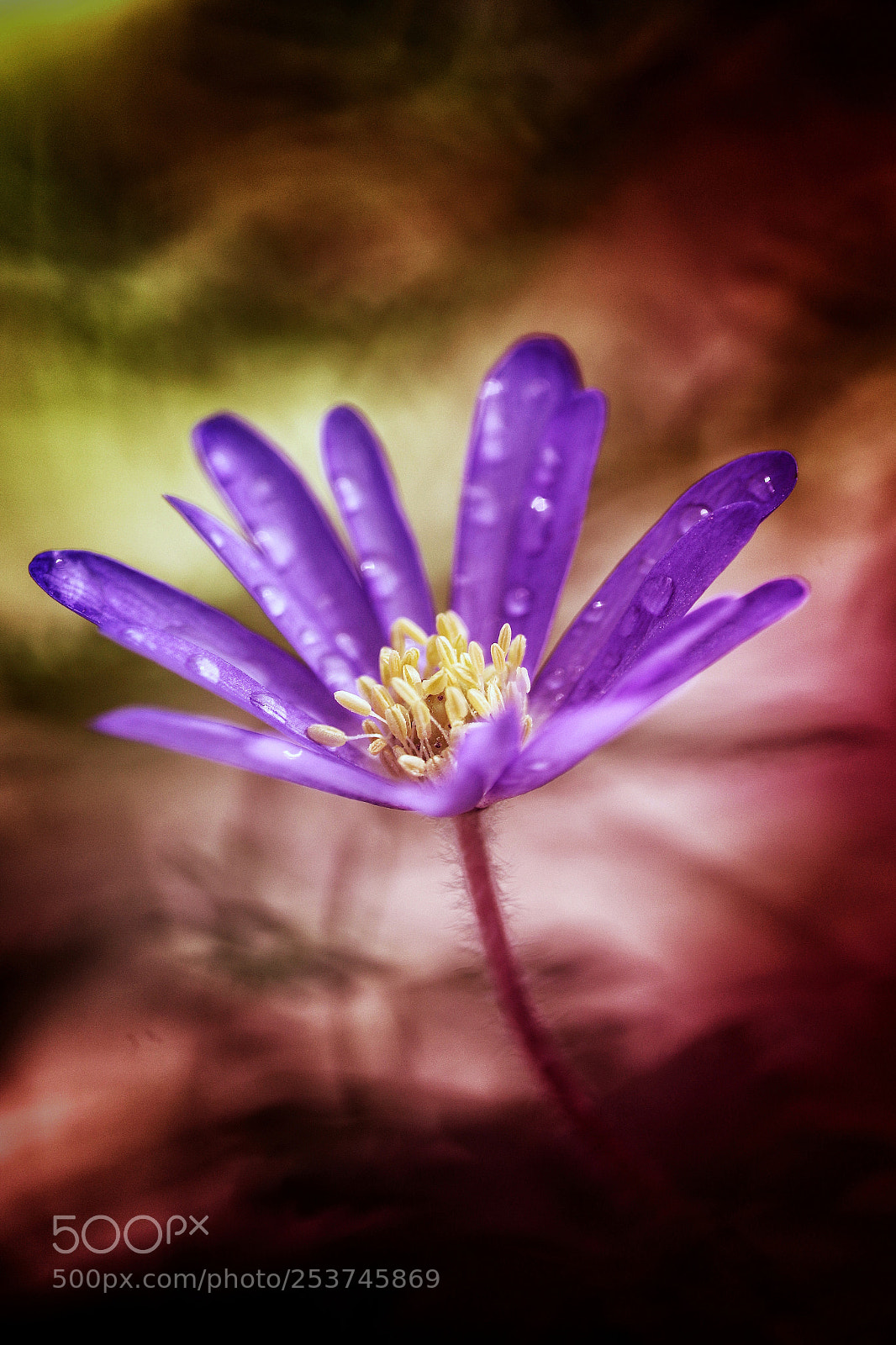 Canon EOS 70D sample photo. Dreams photography