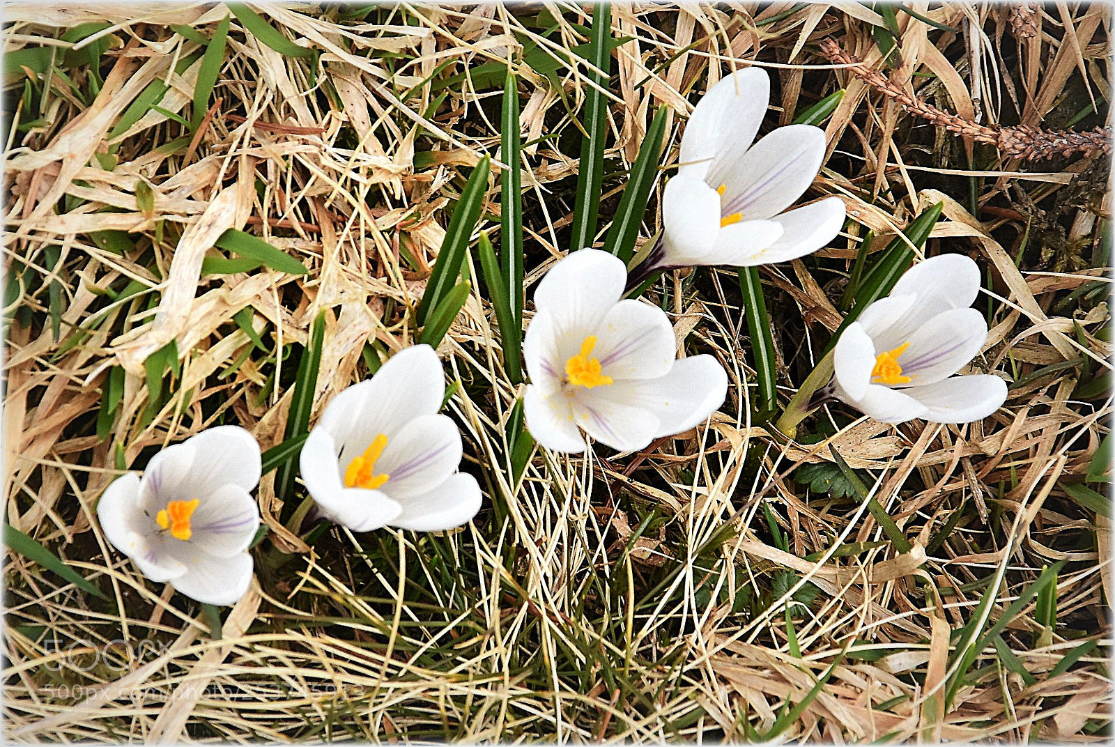 Nikon D7200 sample photo. "los krokus" photography