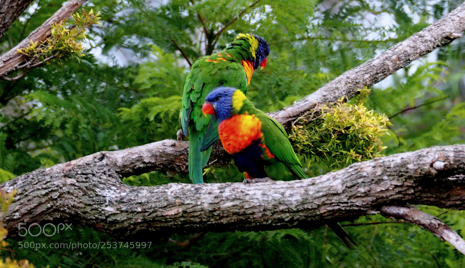 Olympus OM-D E-M5 II sample photo. Parrots. photography