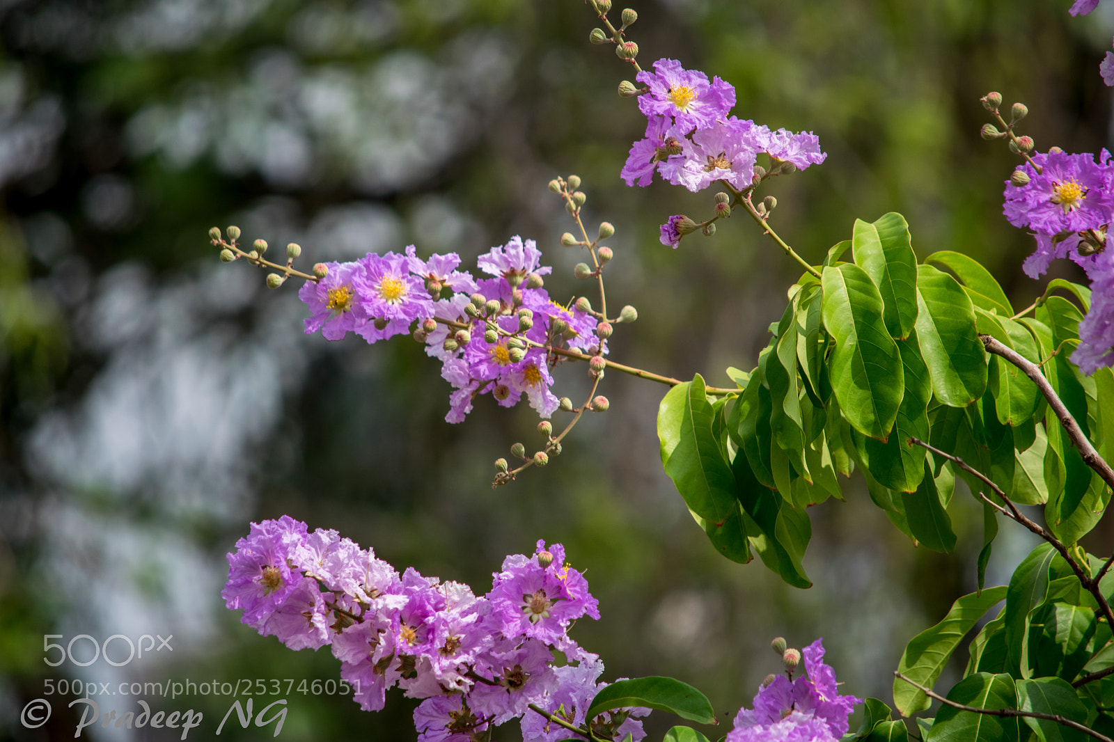 Nikon D3300 sample photo. Welcoming spring photography