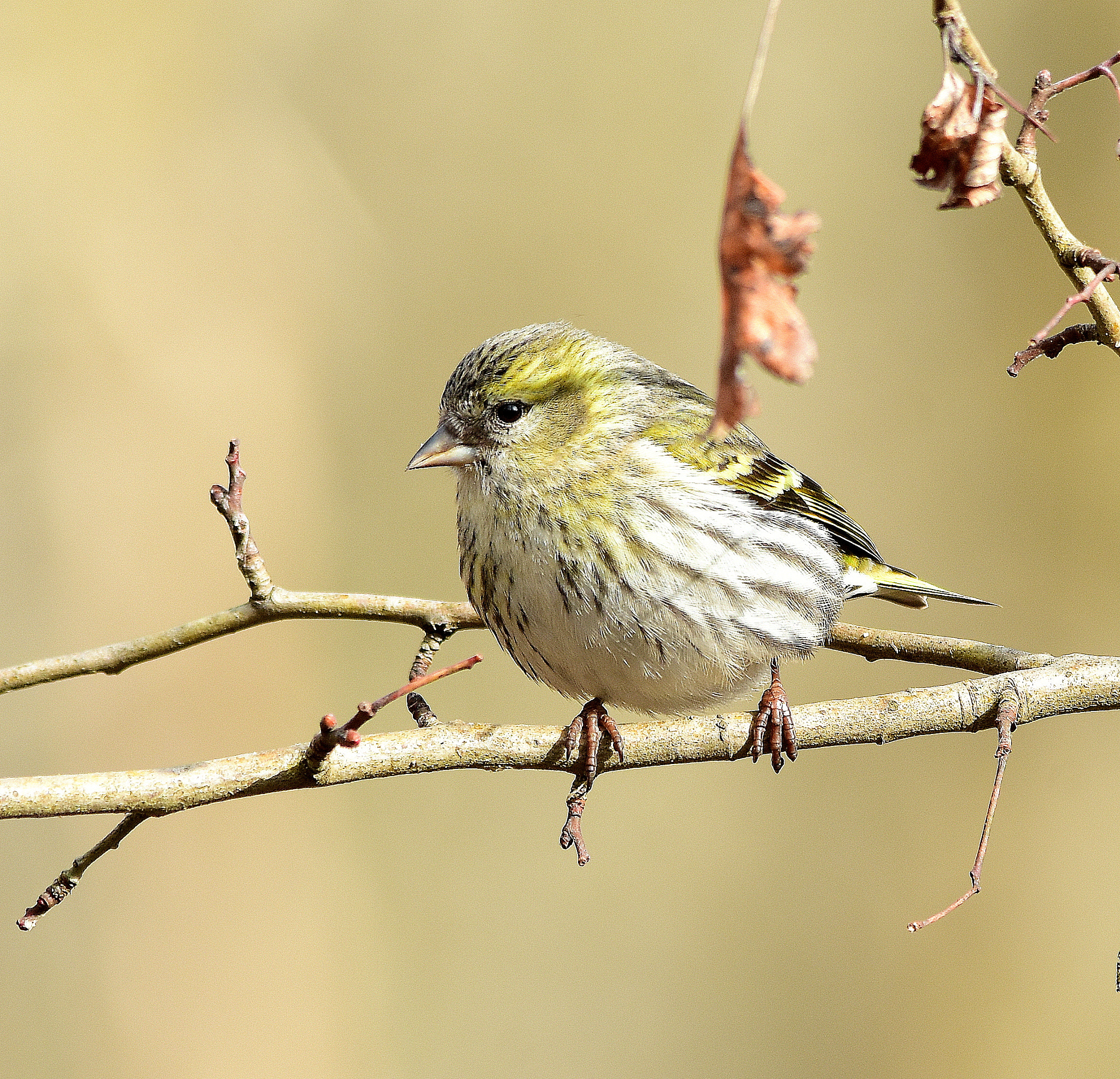 Sigma 150-500mm F5-6.3 DG OS HSM sample photo. Bird photography