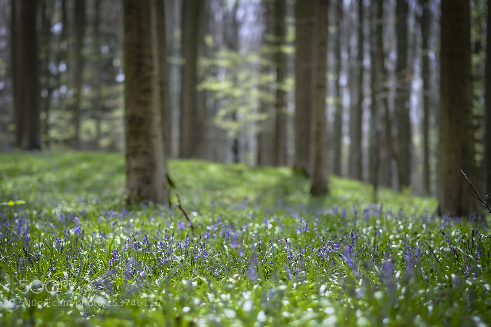 Fujifilm X-T2 sample photo. Hallerbos photography
