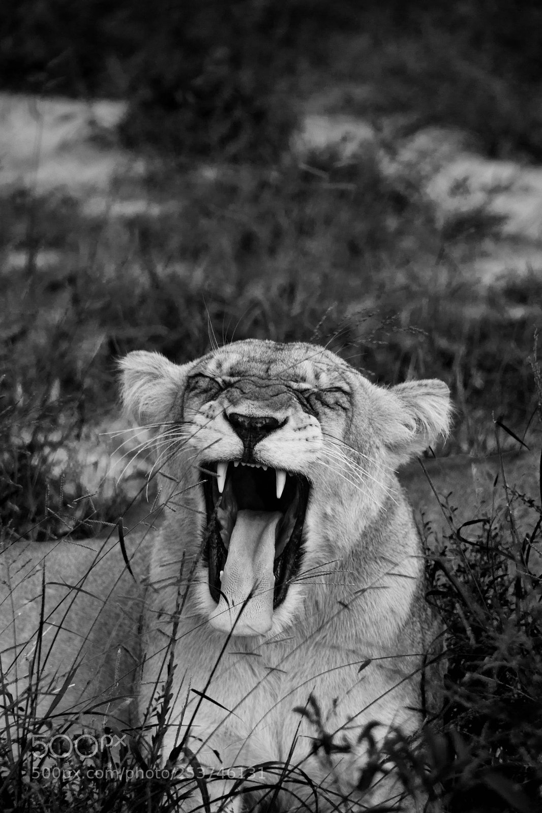Nikon D3100 sample photo. Lionness yawning photography
