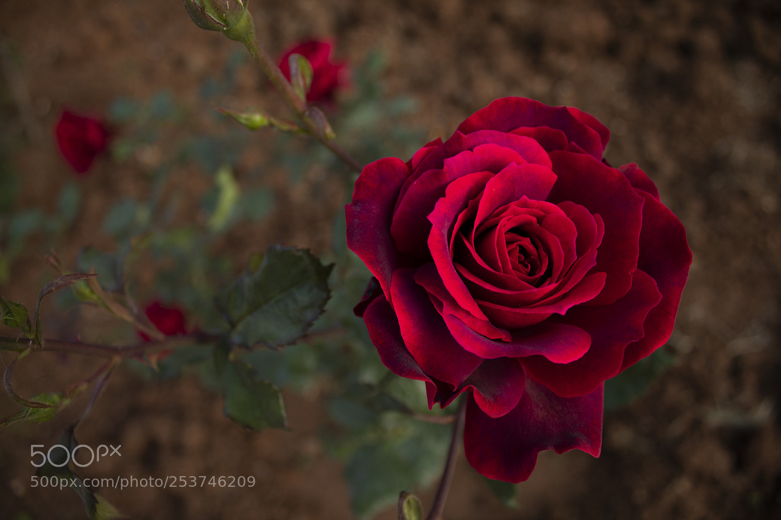 Canon EOS 1300D (EOS Rebel T6 / EOS Kiss X80) sample photo. Red photography