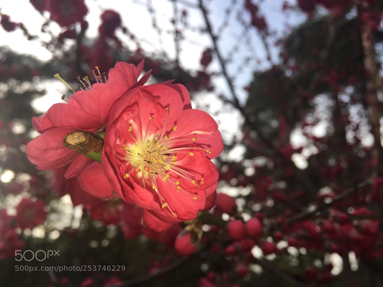 Apple iPhone 6 sample photo. Pfirsischblüte photography