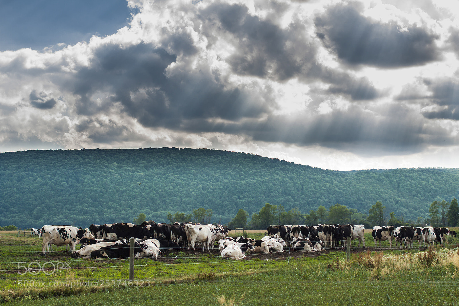 Canon EOS 50D sample photo. Farmlife photography