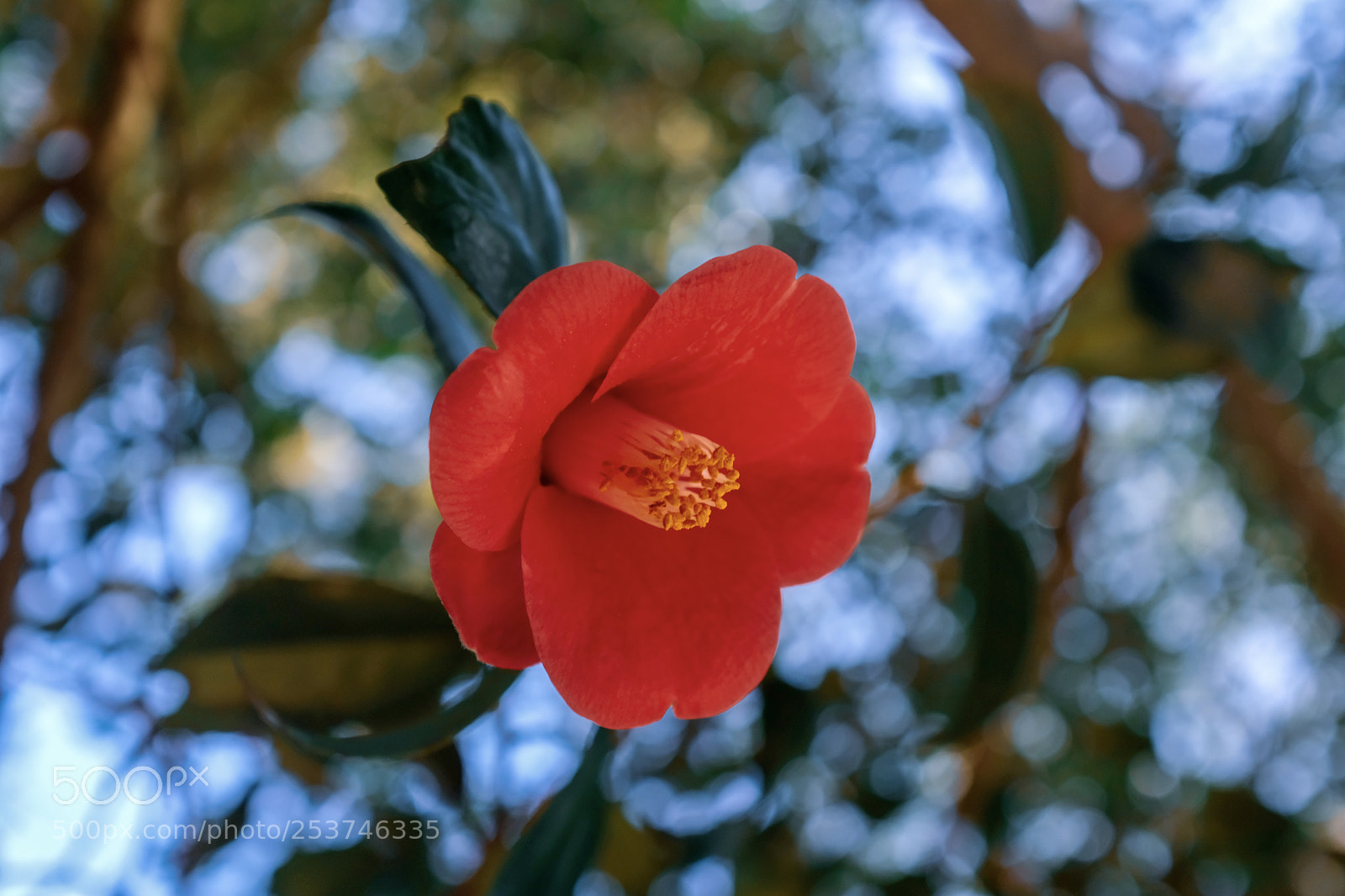 Fujifilm X100F sample photo. Camellia photography