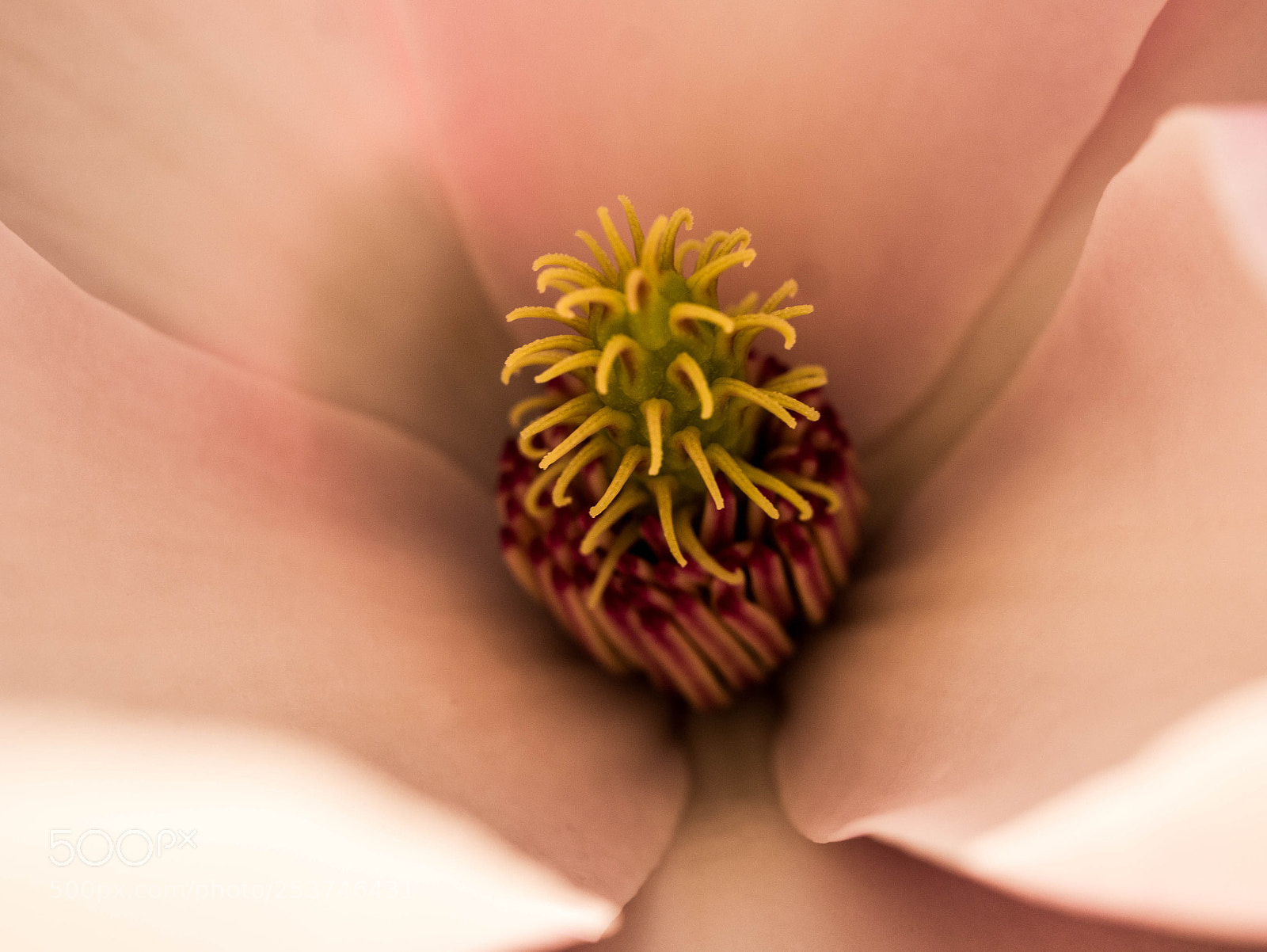 Panasonic DMC-G81 sample photo. Samenstempel magnolie photography