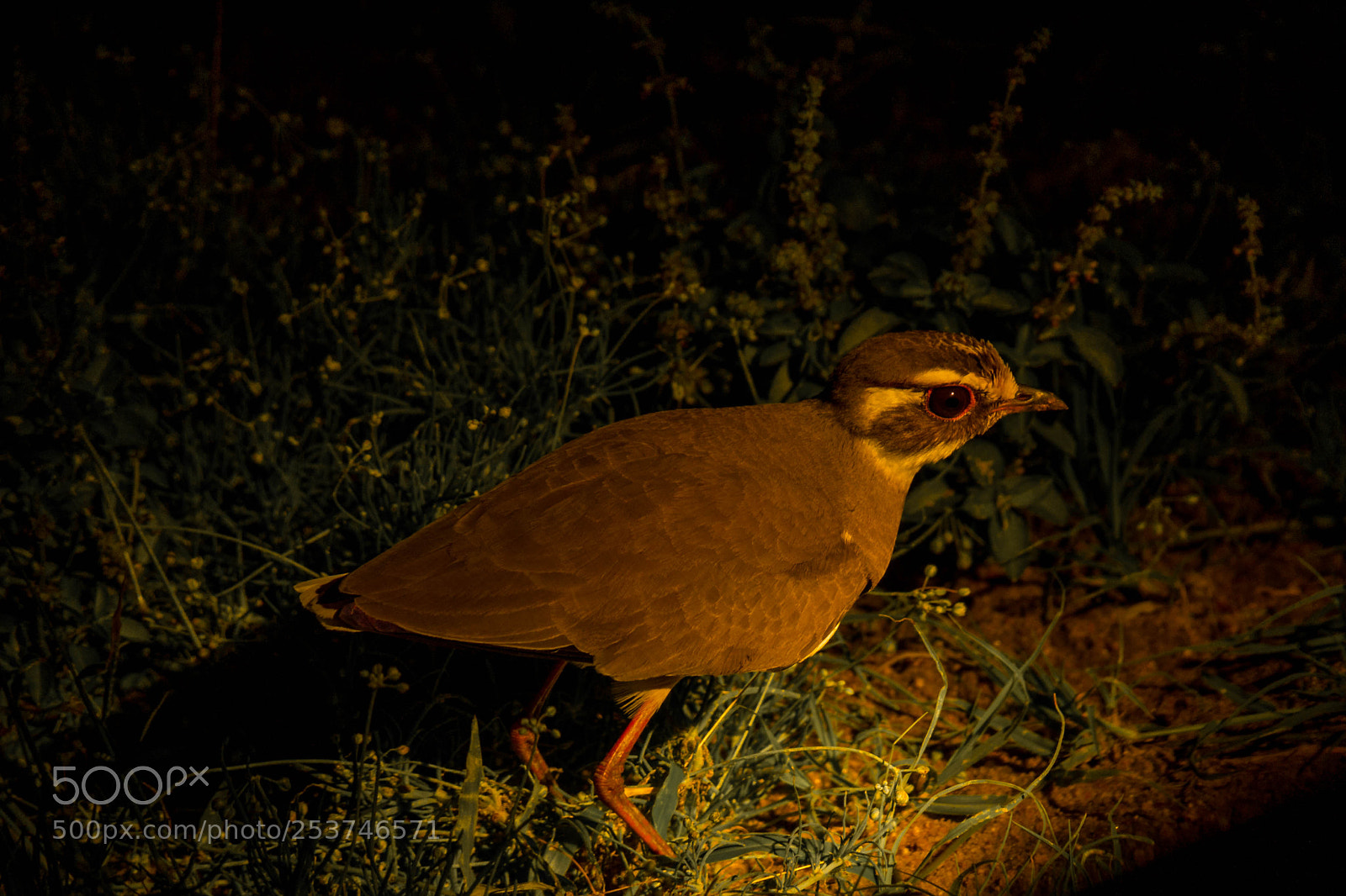 Nikon D3100 sample photo. Bronzewing courser photography