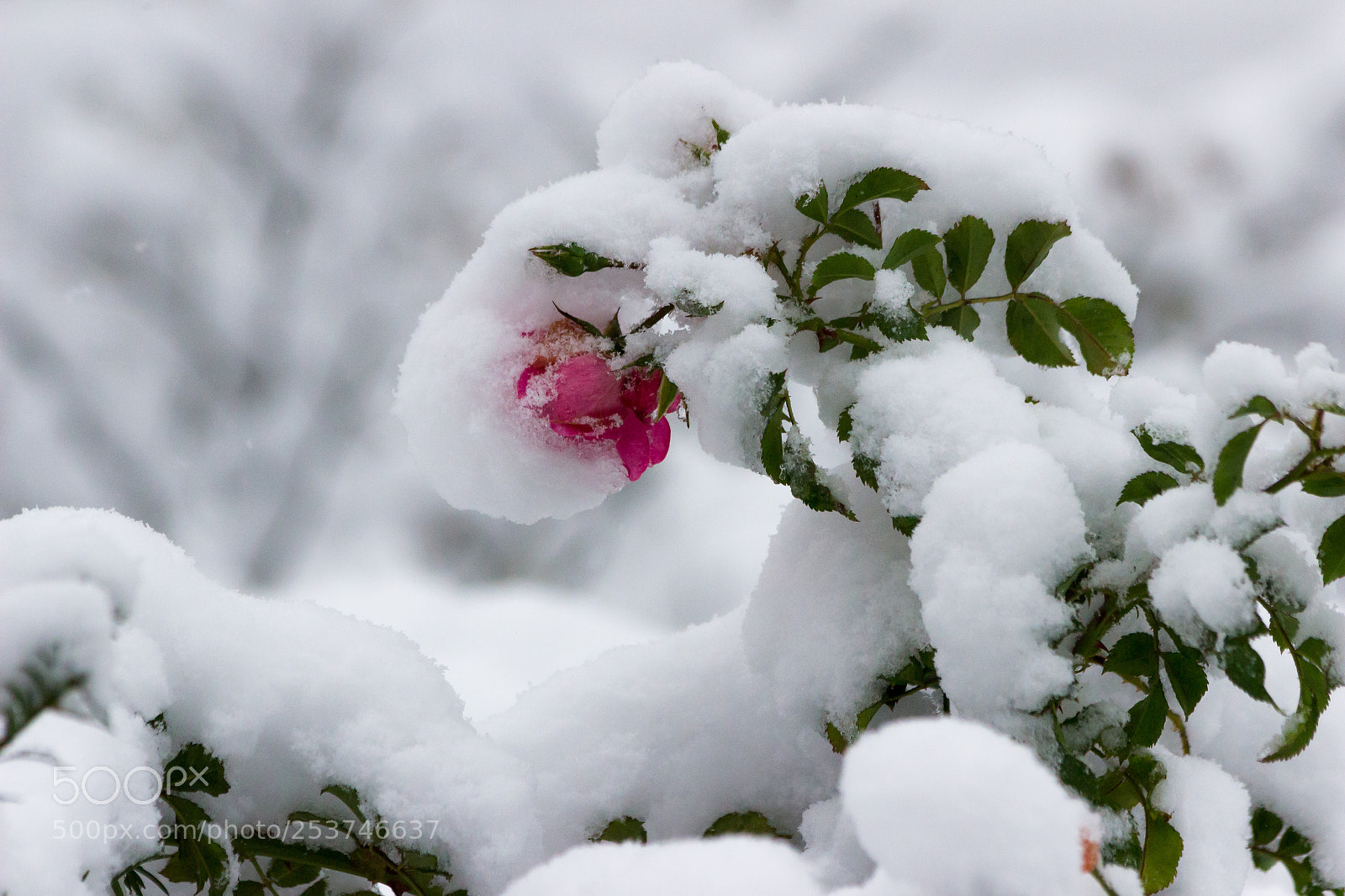 Canon EOS 600D (Rebel EOS T3i / EOS Kiss X5) sample photo. Winter vs. spring photography