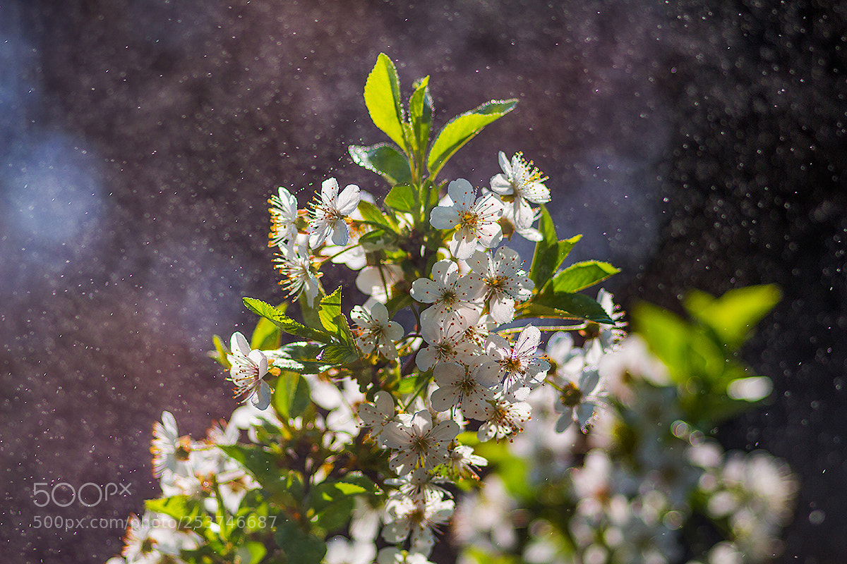 Canon EOS 700D (EOS Rebel T5i / EOS Kiss X7i) sample photo. Spring photography