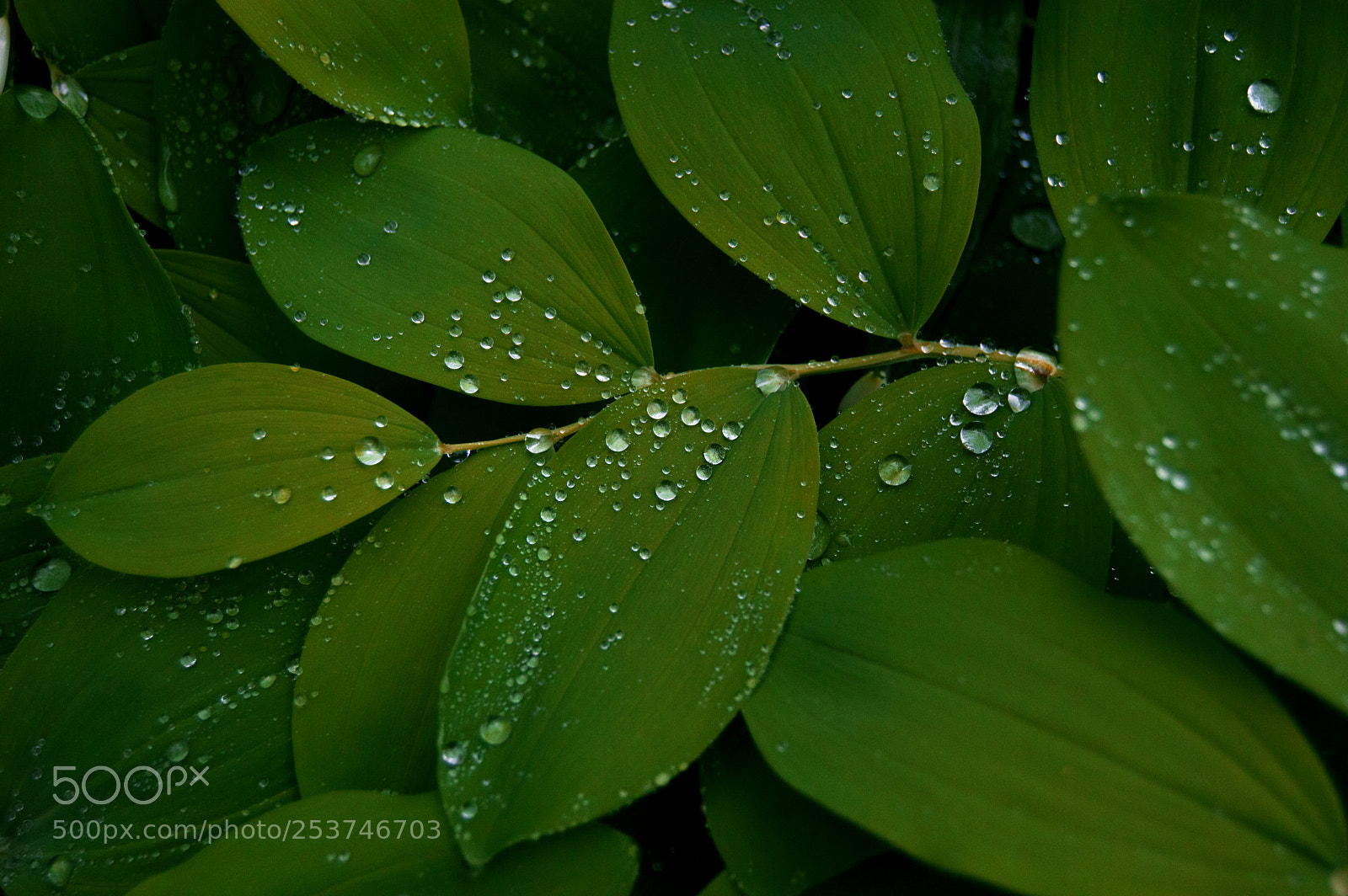 Nikon D3200 sample photo. Botanic photography